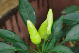 小辣椒手机论坛(小辣椒手机20190417q)