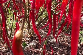 红辣椒手机怎么样(红辣椒手机怎么样好不好)