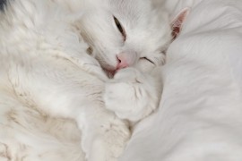 红小米手机(红小米手机下载)