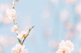 手机问答(手机问答在哪里)