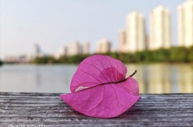 play4tpro(play4tpro最严重缺点)