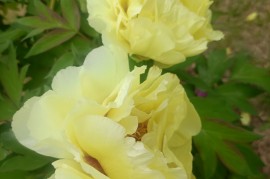 青葱手机(青葱手机 默认密码)