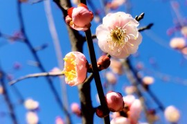 手机大全网(手机大全手机报价及图片大全)