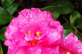 现代手机官网(现代phone)