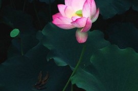 手机论坛手机之家(手机之家论坛官网)