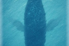 4.5寸手机(45寸屏幕手机有哪些)