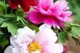 知己手机官网(知己手机倒闭了吗)