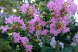 诺基亚1020拍照样张(诺基亚1020拍照样张怎么设置)