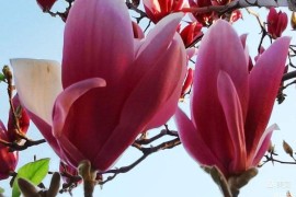 华为玉兰花(华为玉兰花开壁纸)