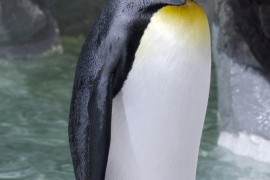 企鹅手机f2(企鹅手机壁纸高清)