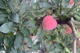 太原苹果(太原苹果直营店)