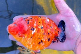 红牛手机(红牛手机壁纸)