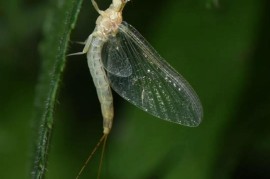 虫子手机(虫子手机有哪些型号)