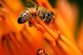 小蜜蜂手机怎么样(小辣椒手机怎么样,值得购买吗)